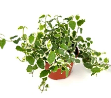 Variegated Creeping Fig Houseplants Ficus Pumila, 4" Pot