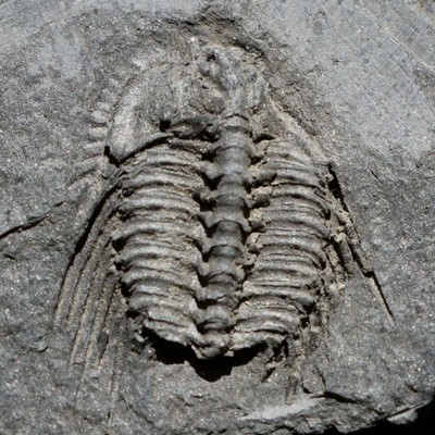 Leonaspis Trilobite Fossil | Spiny Devonian Fossil | Collector s Piece