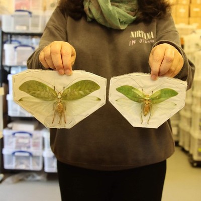 PAAR Riesenbuschgrillen (Onomarchus uninotatus) A1 AUSBREITUNGS-PROBEN