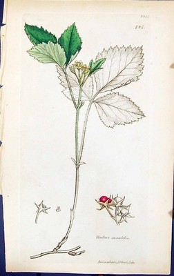 Antique Old Print Rubus Saxatilis British Plants Botany 1847 Sowerby Smith 19th