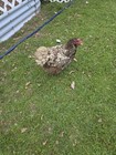 12 HATCHING EGGS POSSIBLE INDIOS-AYAMS-JERSEY  GIANT-ISABELLA*READ DESCRIPTION* — photo 9