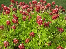 50 Maroon Red Texas Bluebonnet Seeds - Heirloom NonGMO Very Rare Very Beautiful