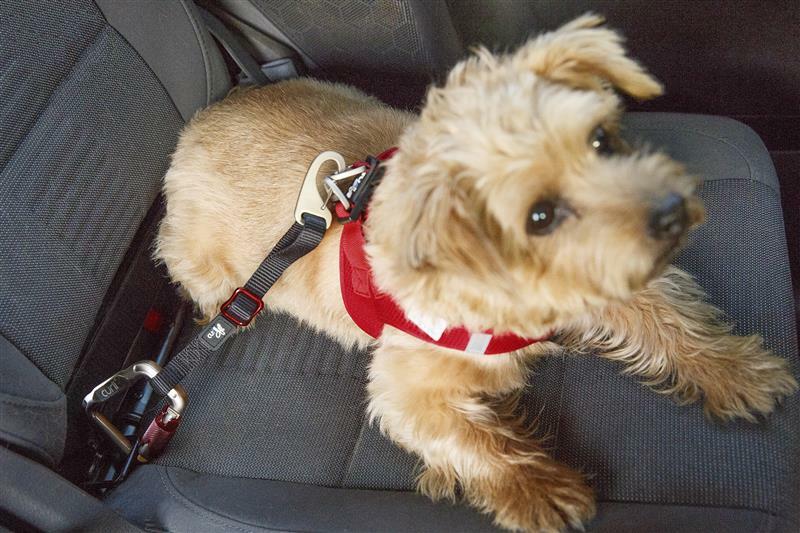 Curli strap dogs seat belt car dog belt adapter car belt belt eBay