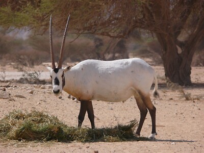 EXTINCT ARABIAN WHITE ORYX GLOSSY POSTER PICTURE PHOTO PRINT BANNER 10019