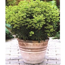 1 X EUPHORBIA 'MINI MARTINI' DWARF MARTIN'S SPURGE EVERGREEN SHRUB