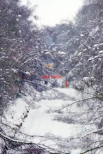 PHOTO  CLASS 56 DIESEL   56080 SOMEWHERE IN THERE IS 56080 TRAPPED BY FALLEN TRE