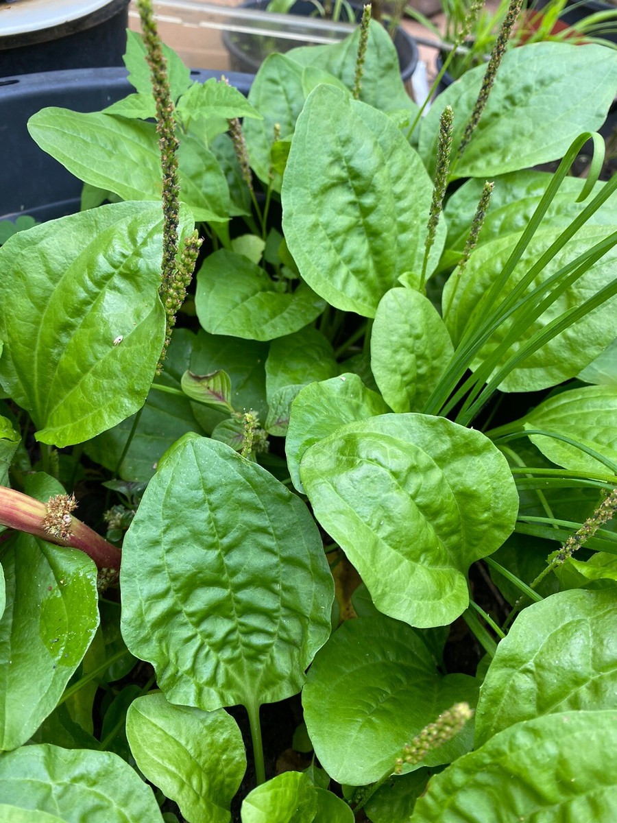 vitalplant prosta plant kapseln test Prosta PLUS Kapseln – 14 Inhaltsstoffe extra für Männer – plantomol main image 1