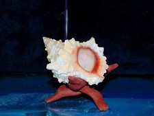 3-1/2 to 5-1/2"  RED MOUTH FROG SHELL BURSA LISSITOMA, BEACH DECOR AQUARIUM A3