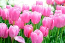 Pink Impression Tulip Bulbs for Planting
