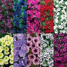 6 Trailing Petunia Surfinia Mixed Hanging Basket Patio Plug Plants