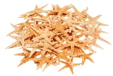NaDeco Sugar Seestern Natur, 8-10cm, 50 St | Deko Seesterne klein | Maritme Deko