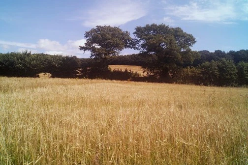 UV/IR-Cut Filter - (ABSORPTION TYPE - THE VERY BEST) - Sizes: 40.5mm to 95mm - Image 3 of 4