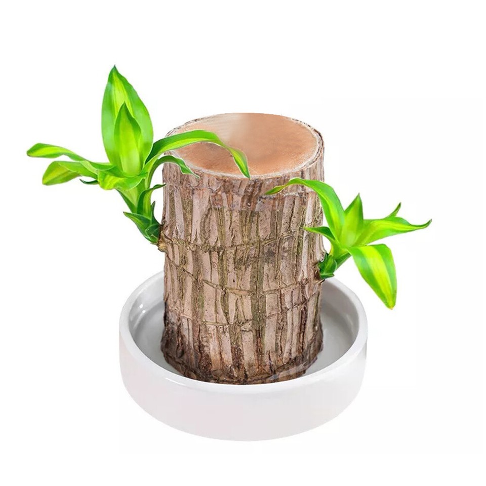 Grüne Pflanze Groot Brasilianisches Holz Wasser Wachsen Glücksholz