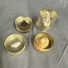Lot de presse-papiers avec divers coquillages et corail conservés en résine transparente.