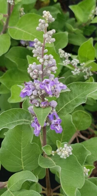 MONJARDINEXTRAORDINAIRE Vitex x CHICAGOLAND BLUES® 'Daniel Searle' / Arbre au poivre / Conteneur de 3...