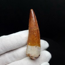 Beautiful Spinosaurus Dinosaur Tooth Fossil 2.3 Inches Morocco
