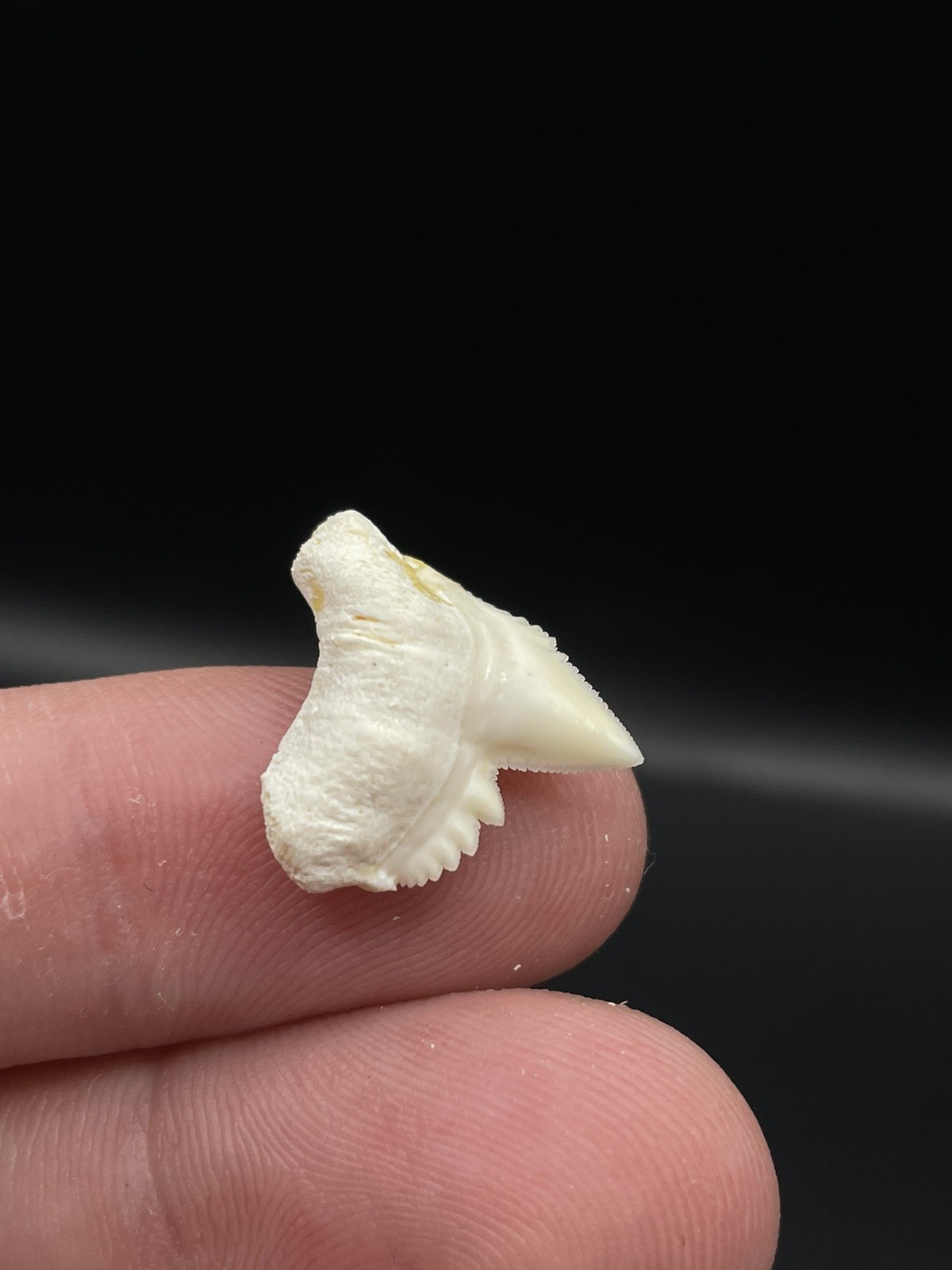 Unique Thick Modern 0.73” Tiger Shark Tooth from Scientific Study