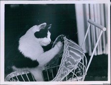 1968 Cleveland Cat Tom-Tom Gets Into Private Carriage For Ride Animals 7X9 Photo