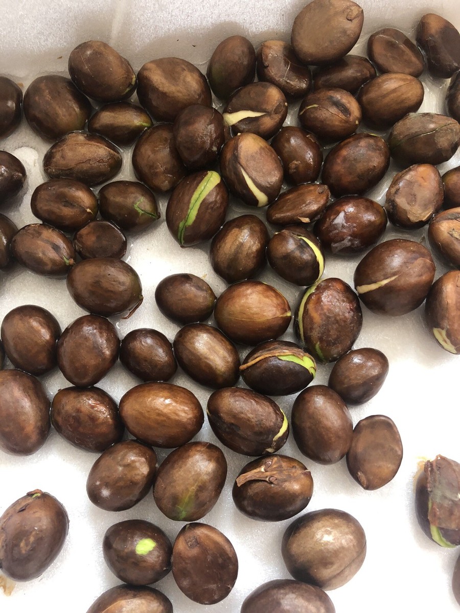 15 PCs Japanese Loquat Seeds Sweet Tropical Fruit Tree Ready To Plant | eBay