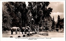 RPPC Vintage Postcard Elephants Zoological Gardens Pretoria South Africa KJ3