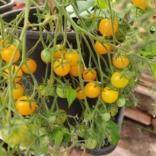 Millefleur yellow cherry tomato seeds x 20 rare multifora type