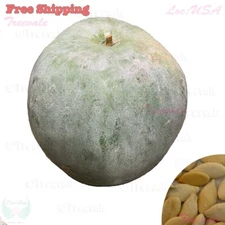 Wax Gourd Seeds- Ash Gourd, White Winter Gourd, Dong Qua | NON-GMO, Organic