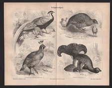 Lithograph 1878: Scarre Birds. Black grouse partridge crested quail silver pheasant