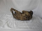 Terra Cotta Pug Dog Antique c1870 Rare Glass Eyes Superb Mint Condition — photo 6
