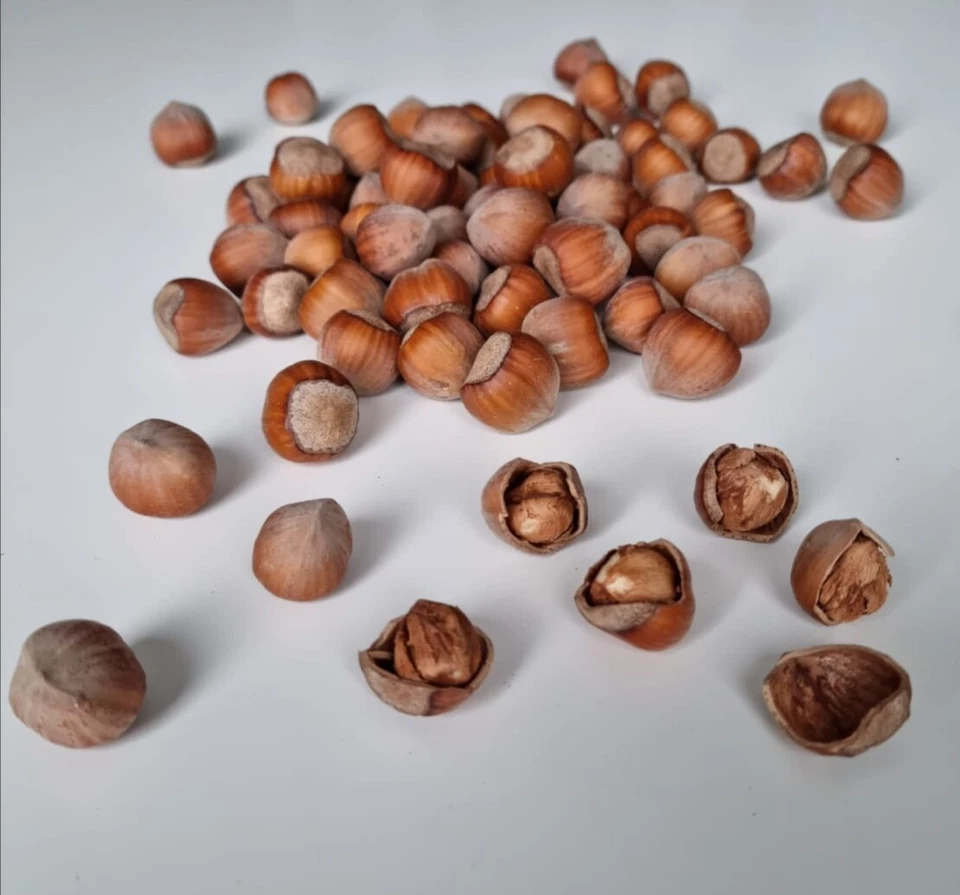 Haselnüsse in der Schale aus Polen, Bio-Qualität, TOP, 0,5kg - 100kg Ernte 2025 - Bild 2 von 4