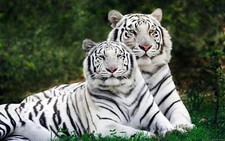 White tigers Vinyl checkbook cover