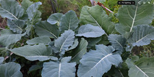 4 Tree Collard Perennial Kale Fresh Cuttings.