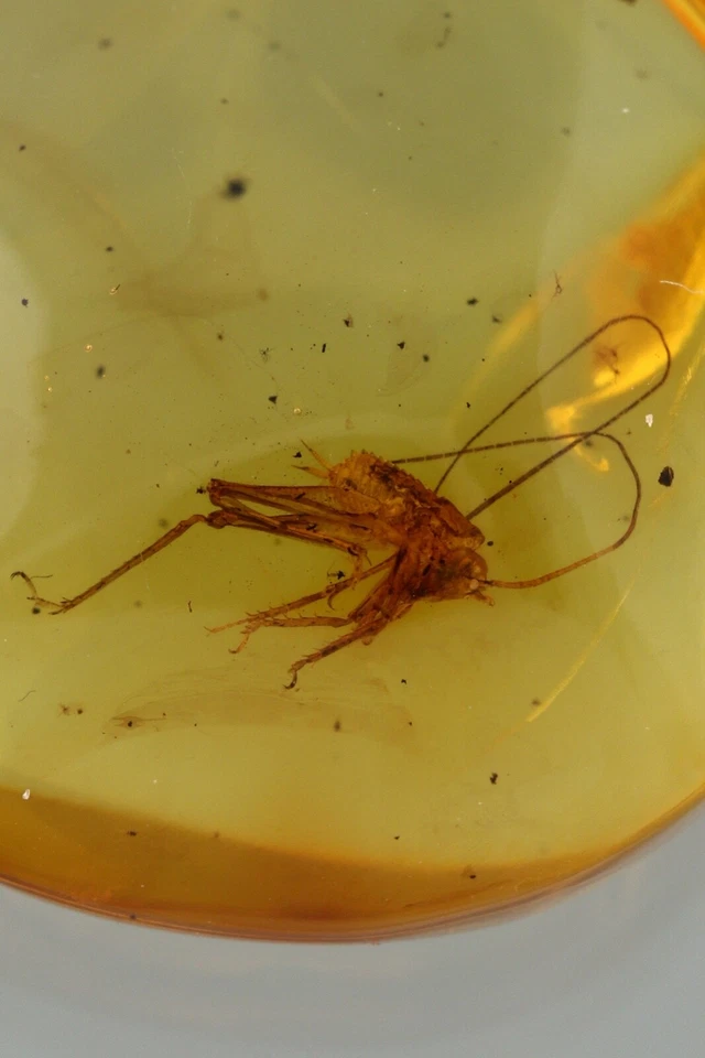 Bonito Colgante Fósil ÁMBAR BÁLTICO ORO 14K 2,9g 220407-1 Foto 2 de 4