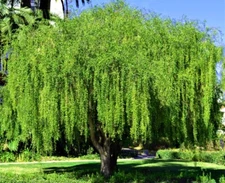 Mayten "Weeping Green Shower" Tree Seeds (Maytenus boaria) Rare Willow Like