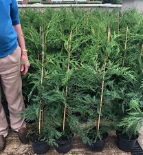 10 Green Leylandii Hedging Evergreen Conifer Plants 3-4ft Large 3 Litre Pots