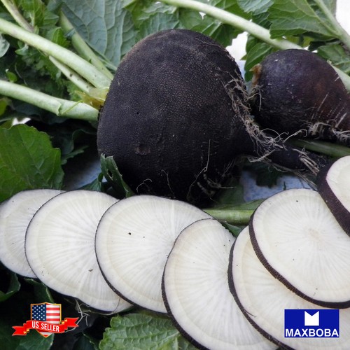 100 Black Spanish Round Radish Seeds Organic NonGMO Heirloom BTGO 75