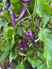 50+ Buena Mulata Purple Pepper Seeds Heirloom Hot