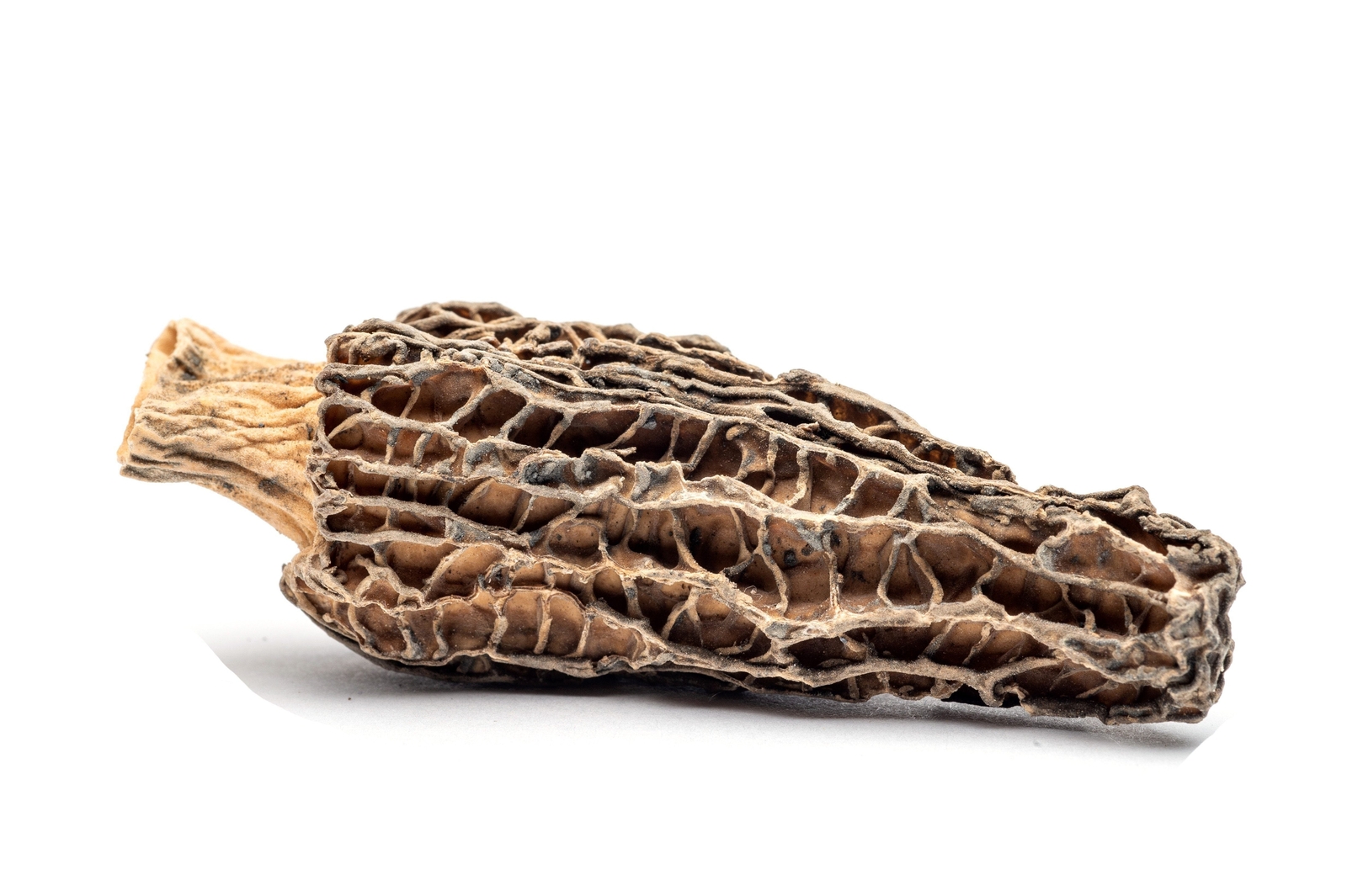Dried Morel Mushrooms, Wild Morchellas Falak Tayyeb Platinum