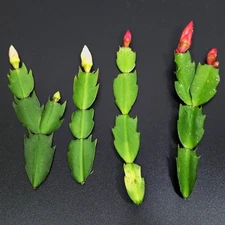 4 Cutting - Combo Red and White "Thanksgiving" Cactus Schlumbergera Truncata