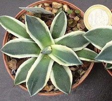 Agave Patonii variegated