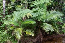 ALEXANDRA PALM - KING PALM - ARCHONTOPHOENIX ALEXANDRAE 5+ SEEDS W 266