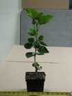 TAIWAN MAGICAL PURPLE LOVE Tropical Hibiscus -- Plant in 4.5" pot — photo 3