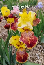 Tall Bearded Iris Rhizome ~ "HAPPY HARRY" ~ Fresh and Healthy
