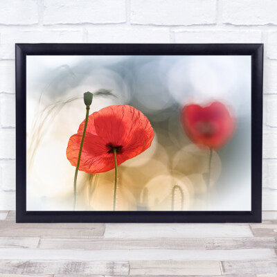 Morning Poppies Blumen L rot Mohn Licht Bokeh Wandbild Kunstdruck