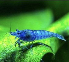 10  Blue Dream Shrimp Live Aquarium Neocaridina
