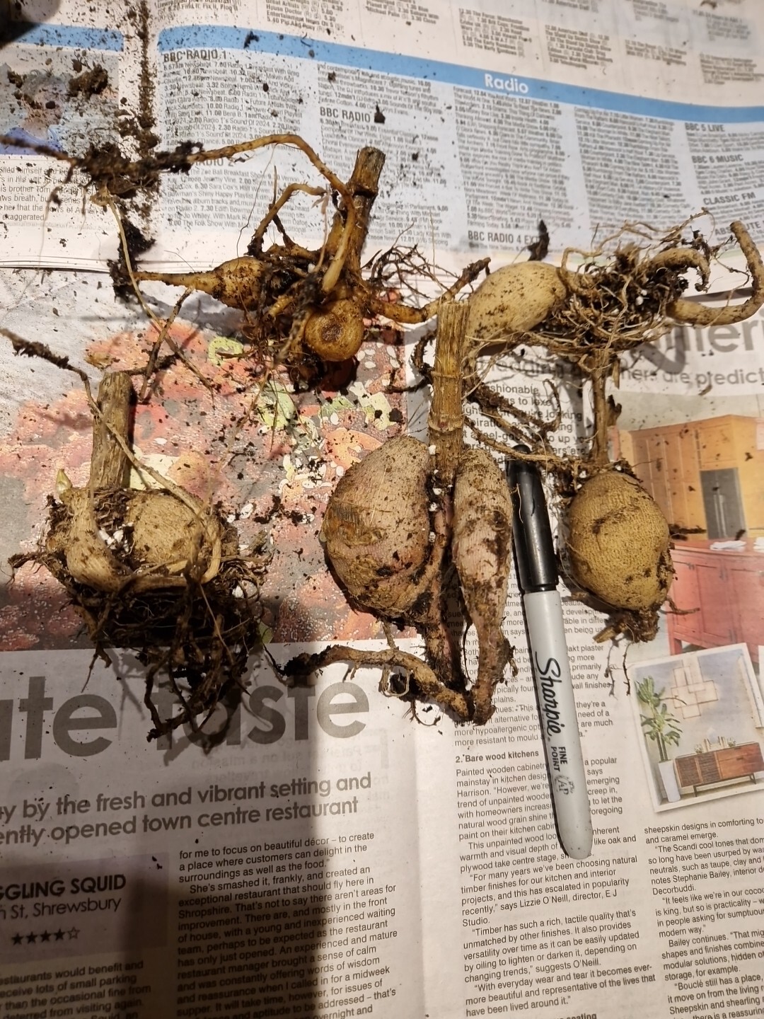 exhibition dahlia Pot tubers Lost Labels eBay