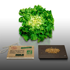 250 graines Bio à semer LGA Graines CHICOREE SCAROLE à cœur plein Certifié AB