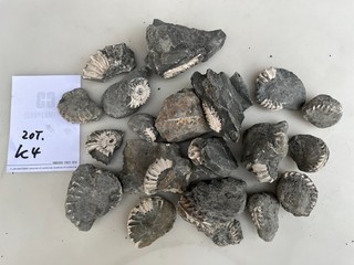 Konvolut Ammoniten Pleuroceras Präparieren Lias / Bayern Fossilien 20 St. K4