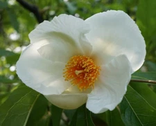 20 FRANKLIN TREE SEEDS - Franklinia alatamaha