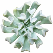 Echeveria Topsy Turvy Succulent (2'' or 4'')
