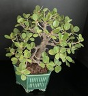 Kifu Ficus microcarpa bonsai round leaf Aerial Roots — photo 7